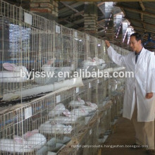 Commercial Rabbit Farming In Kenya Farms For Delivery